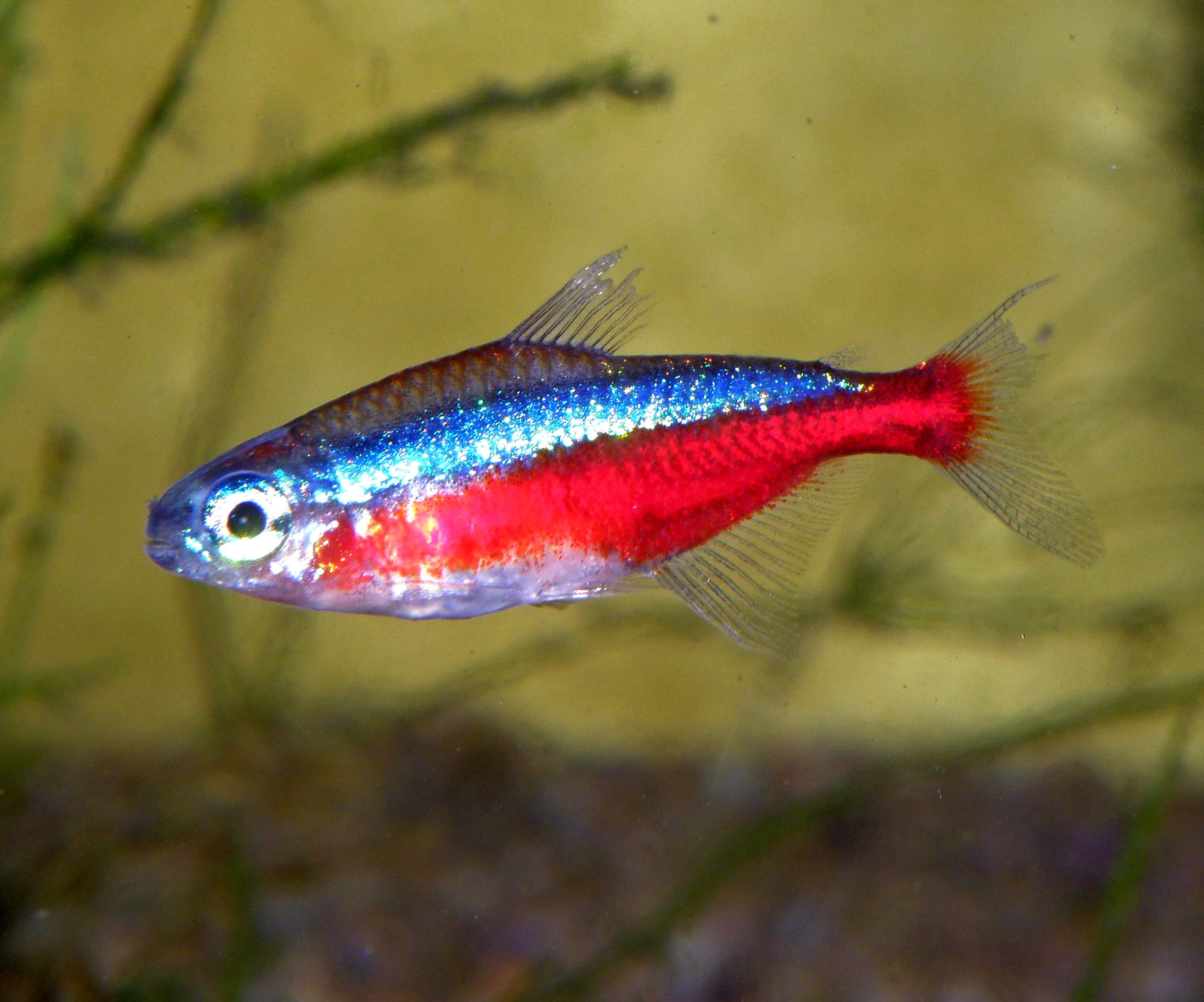 Cardinal tetra (Paracheirodon axelrodi) showing blue lateral stripe and red stripe running the full body length