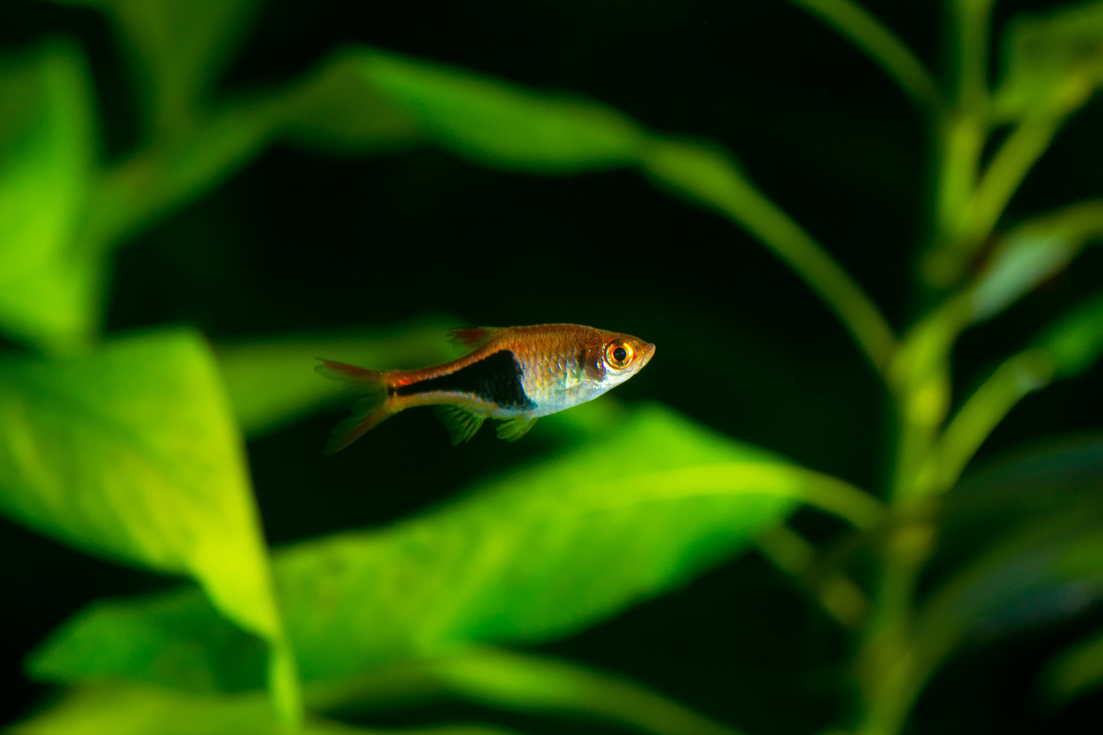 Male harlequin rasbora (Trigonostigma heteromorpha) showing the black triangular patch on the rear body