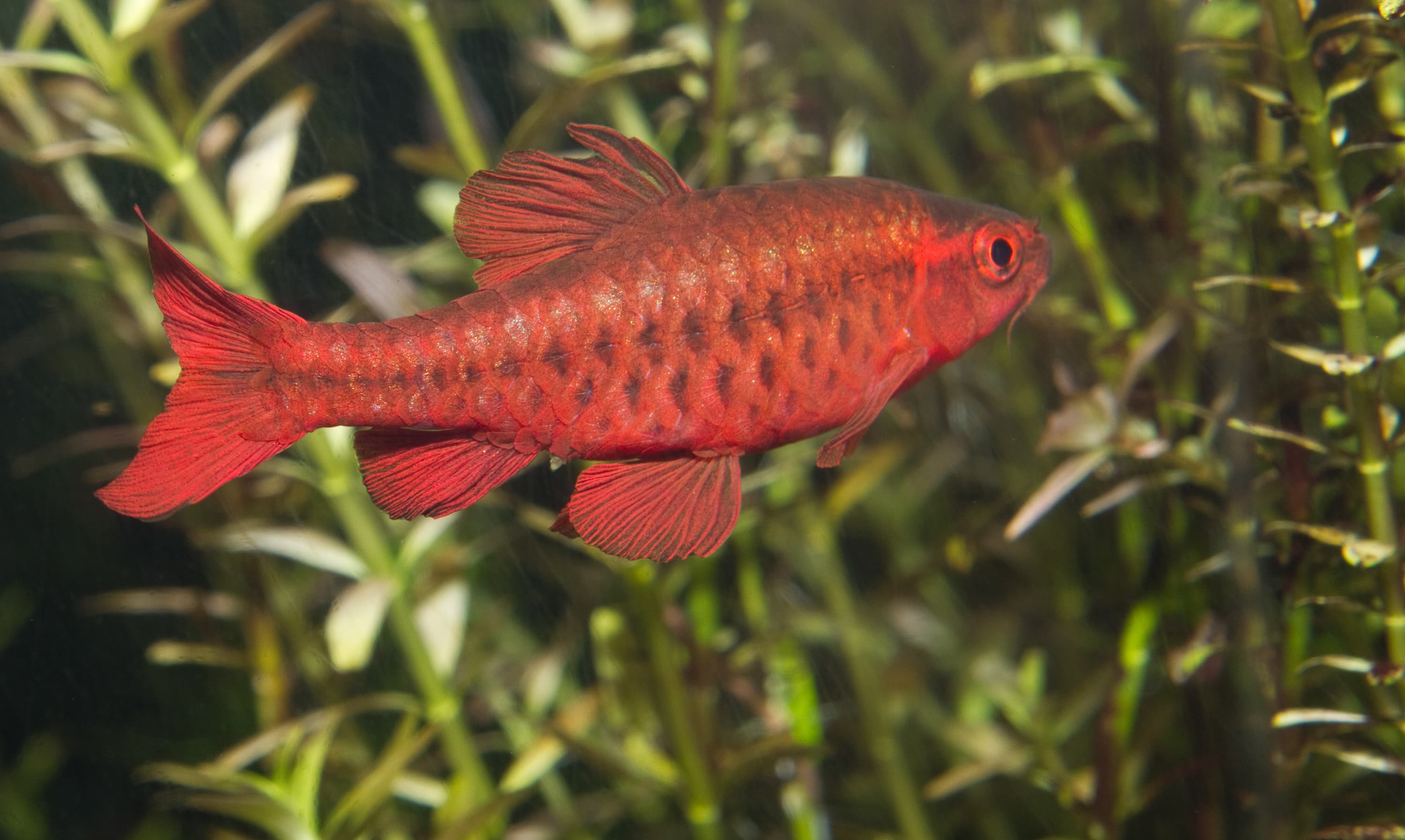 Cherry barb (Rohanella titteya / Puntius titteya) showing red body color in side view