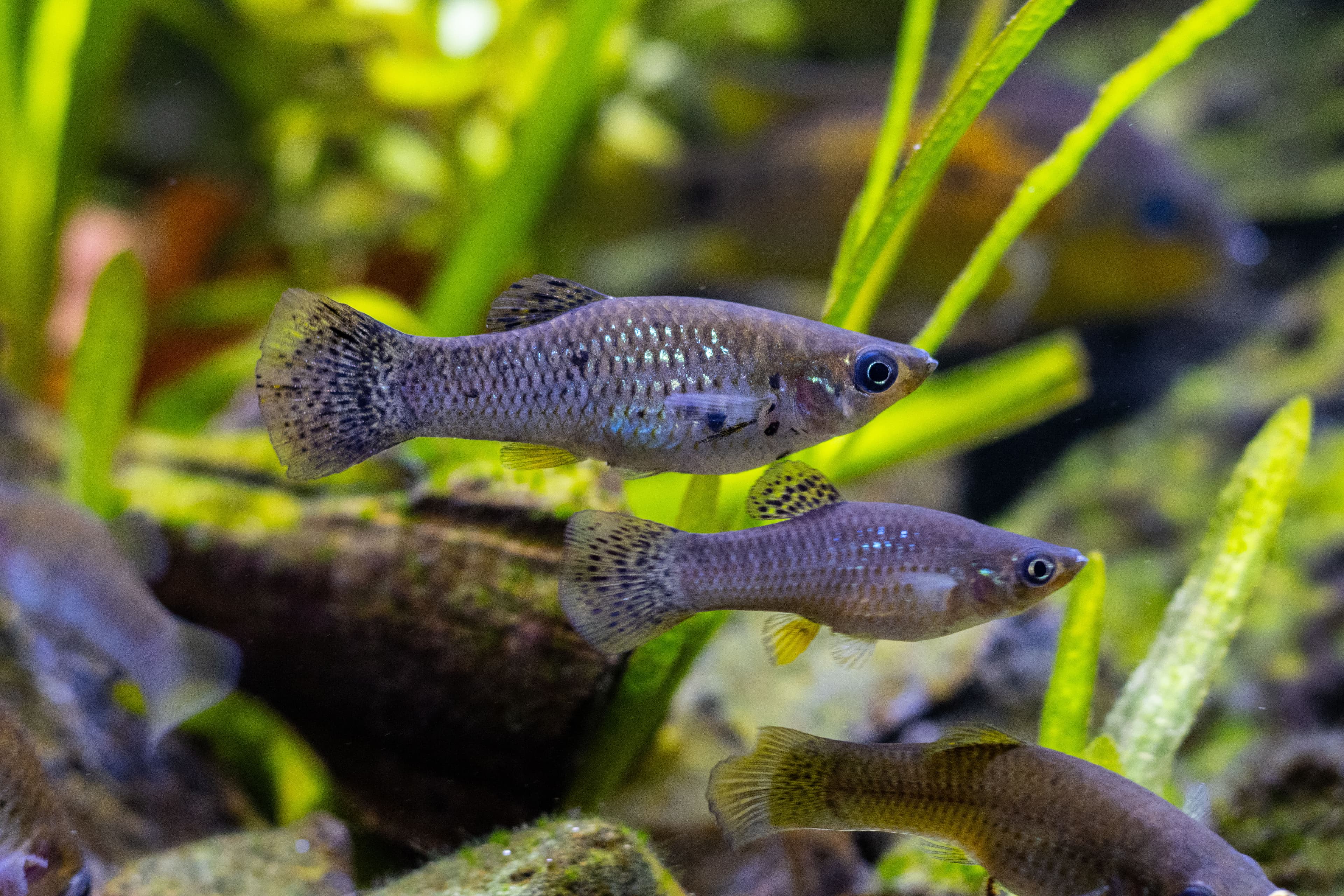 Wild-type common molly (Poecilia sphenops) with short dorsal fin swimming in clear water