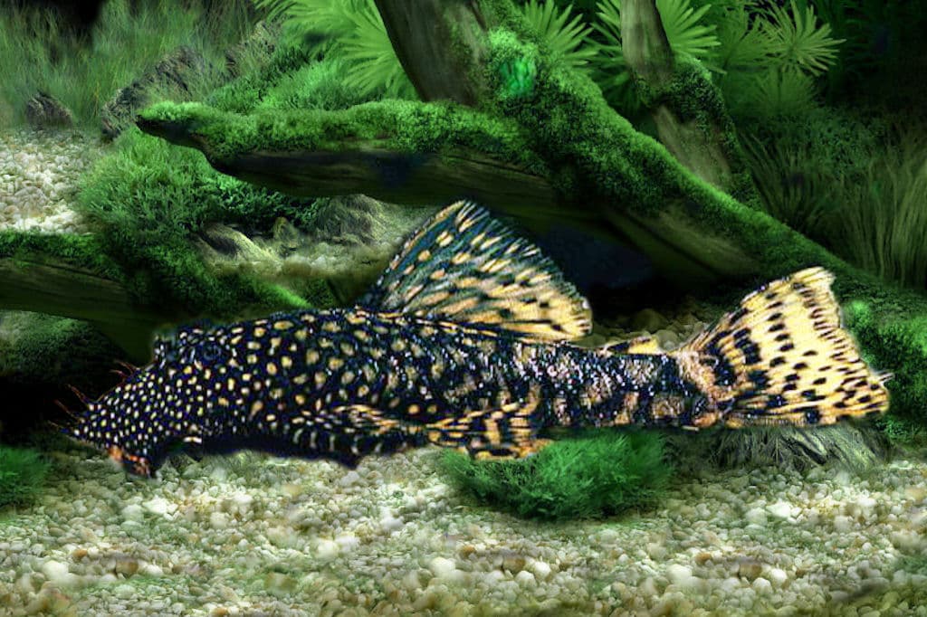 Bristlenose pleco (Ancistrus) with mottled brown body and suckermouth resting on aquarium décor