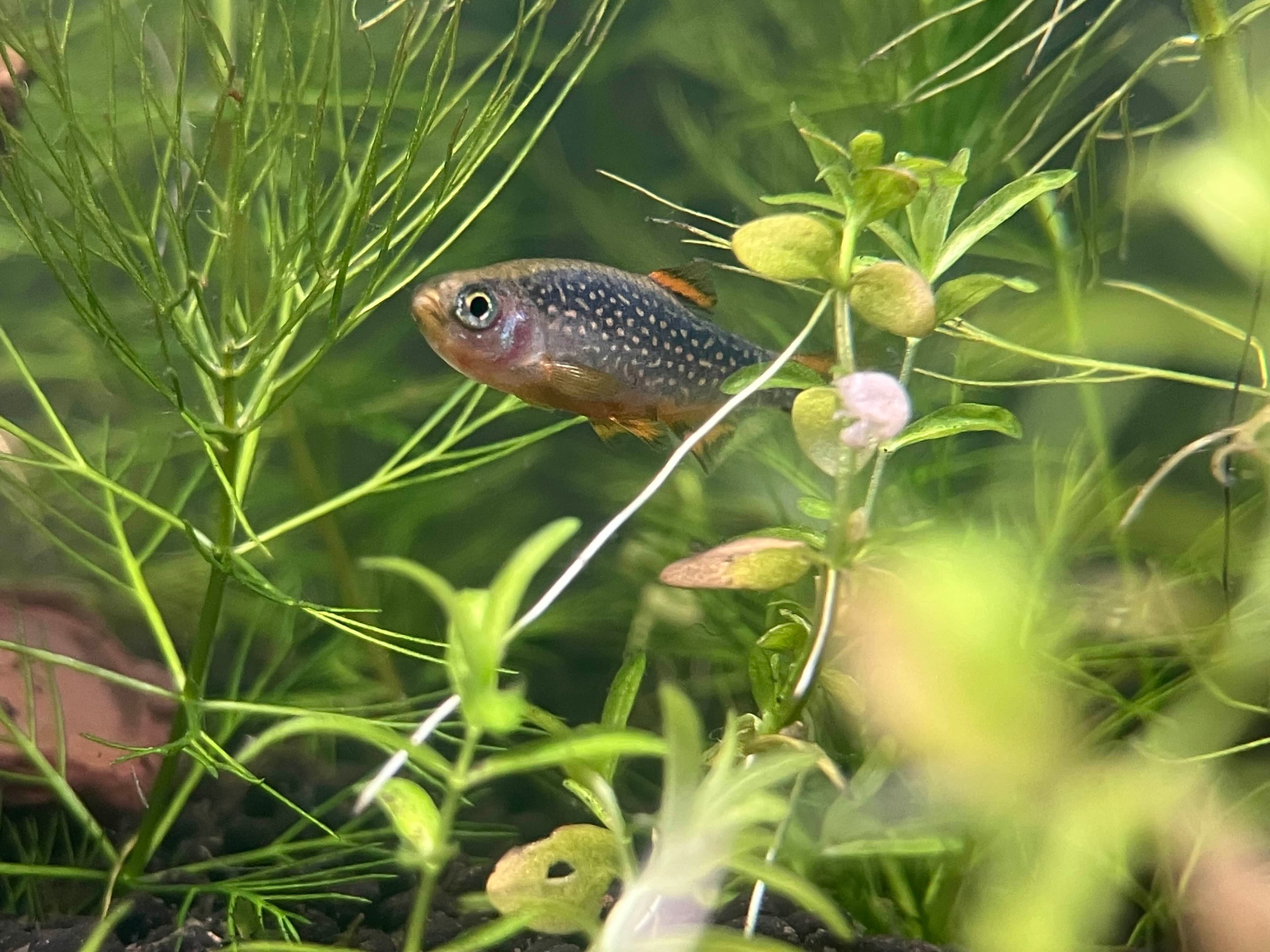 Celestial pearl danio (Danio margaritatus) showing pearl spots on a dark body among plants