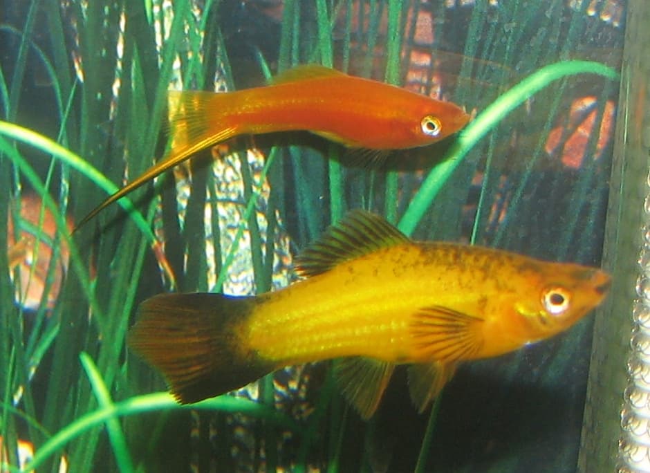 Red swordtail male with elongated caudal sword swimming beside a pineapple wagtail female