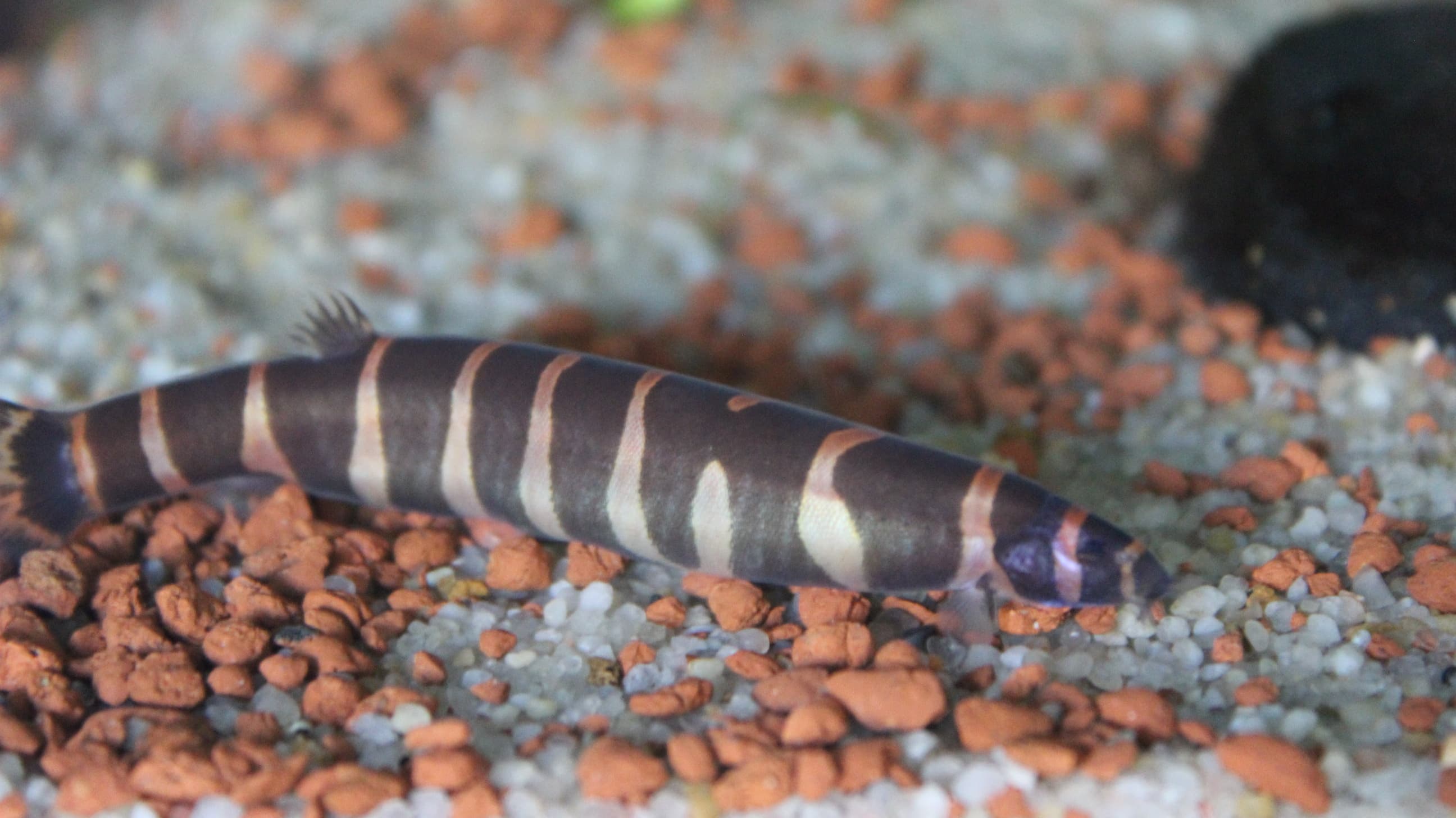 Banded kuhli loach (Pangio sp.) resting on mixed aquarium substrate