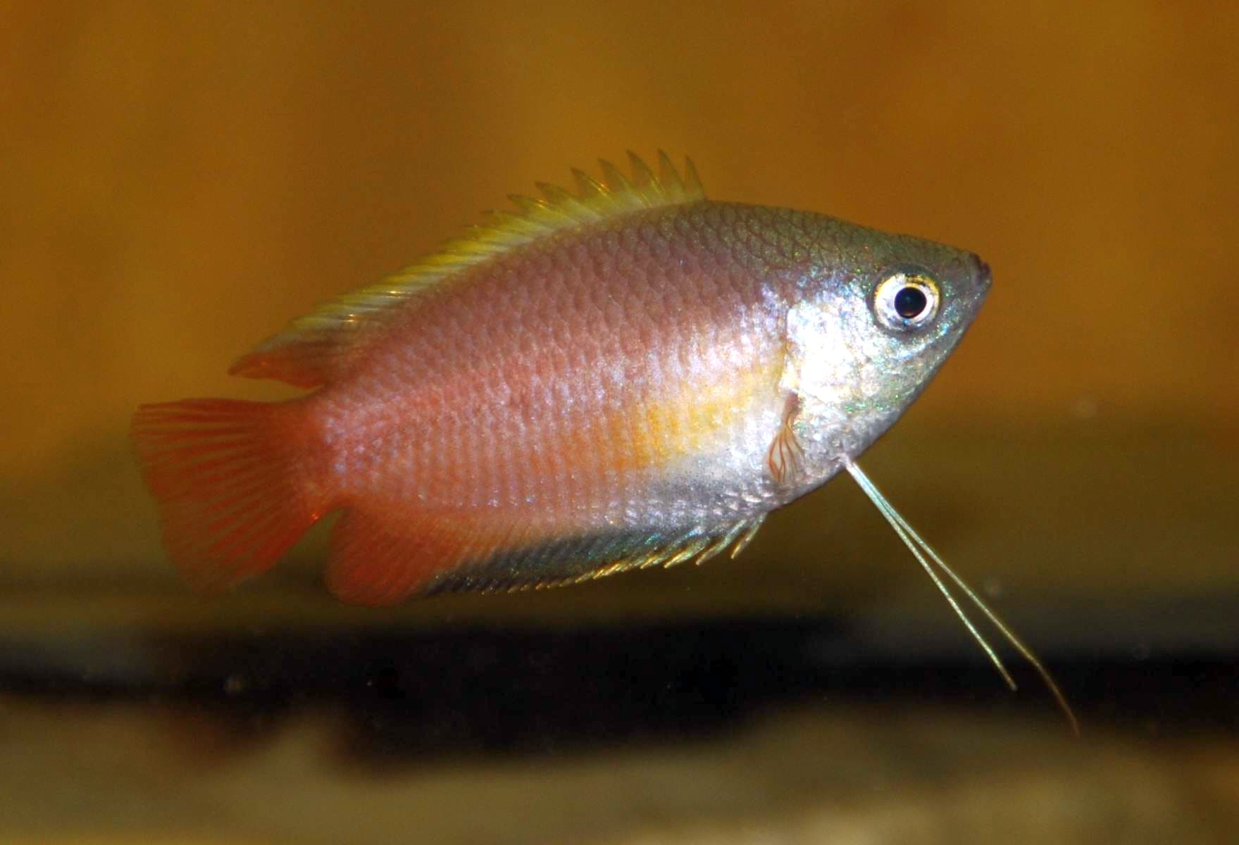 Male honey gourami (Trichogaster chuna) showing amber body color in a planted aquarium