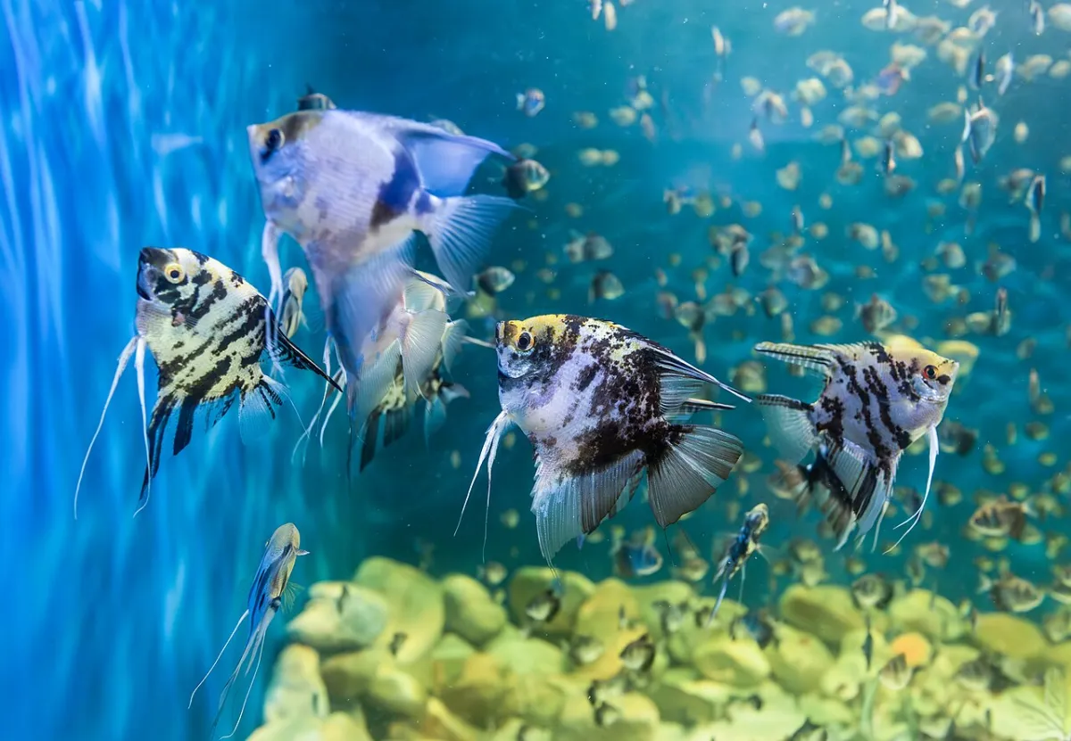 Freshwater angelfish (Pterophyllum scalare) swimming in a tall aquarium