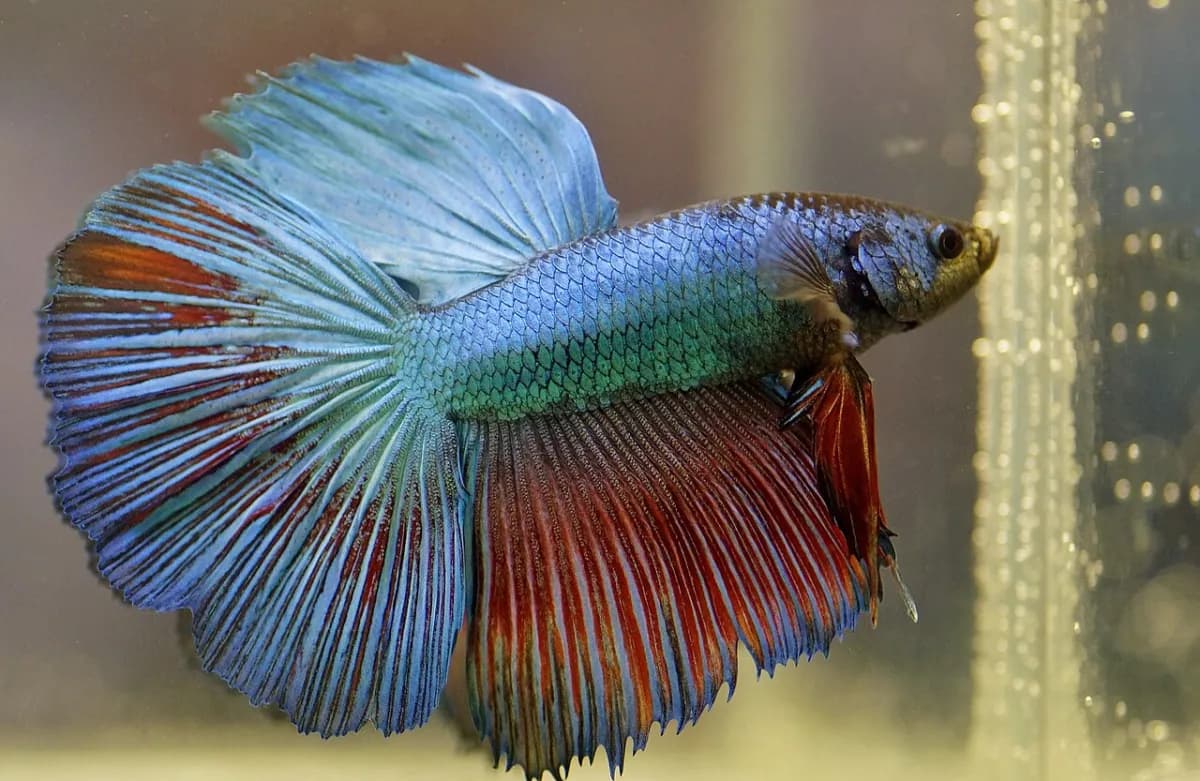 Male Betta splendens with blue and red veil fins swimming in an aquarium