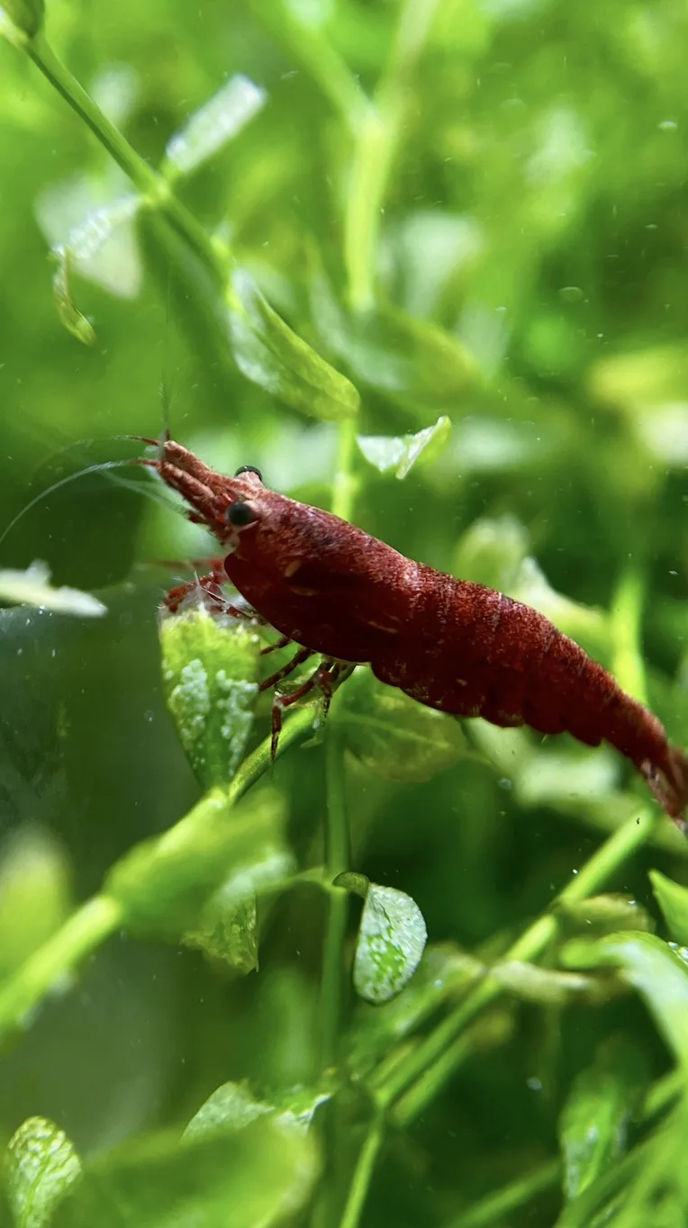 Red cherry shrimp (Neocaridina davidi) close-up showing bright red body and antennae