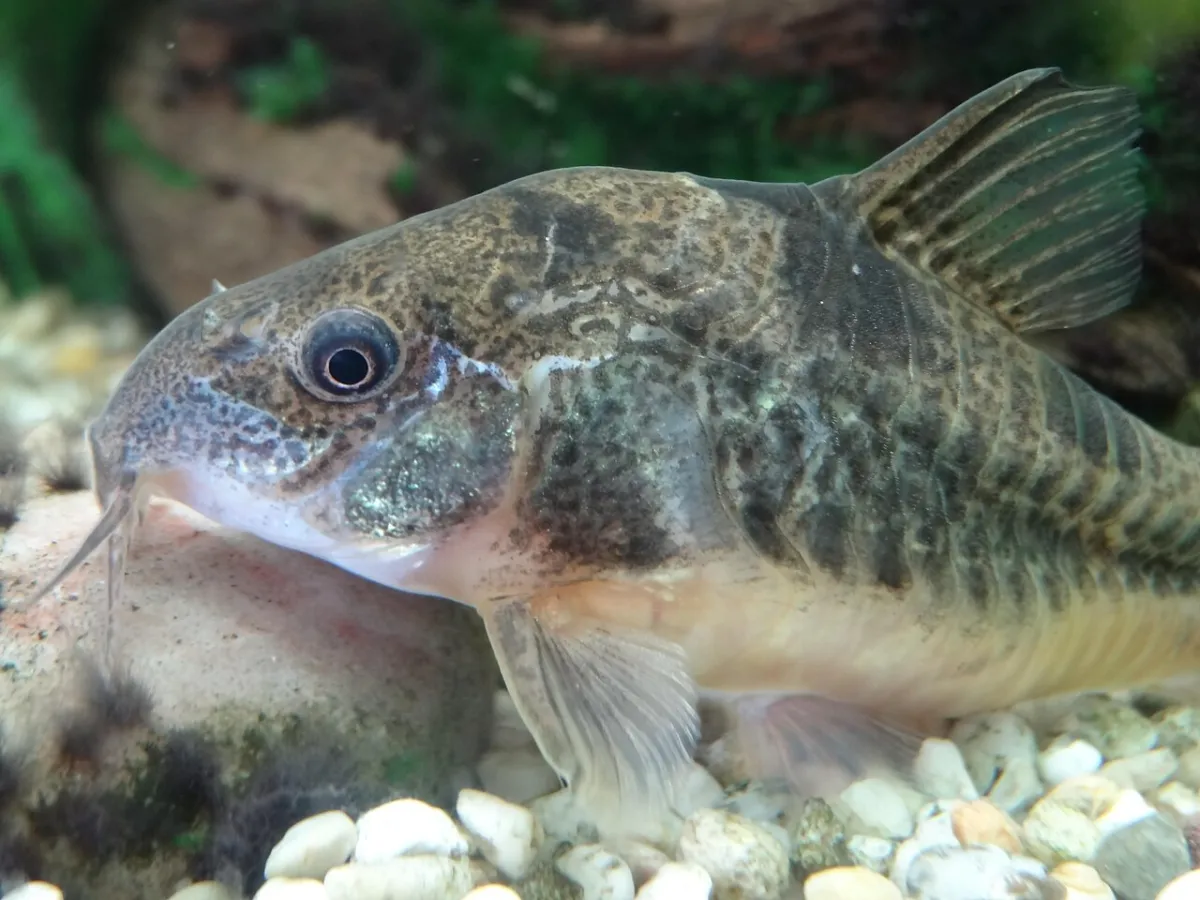 Peppered cory (Corydoras paleatus) resting on aquarium substrate
