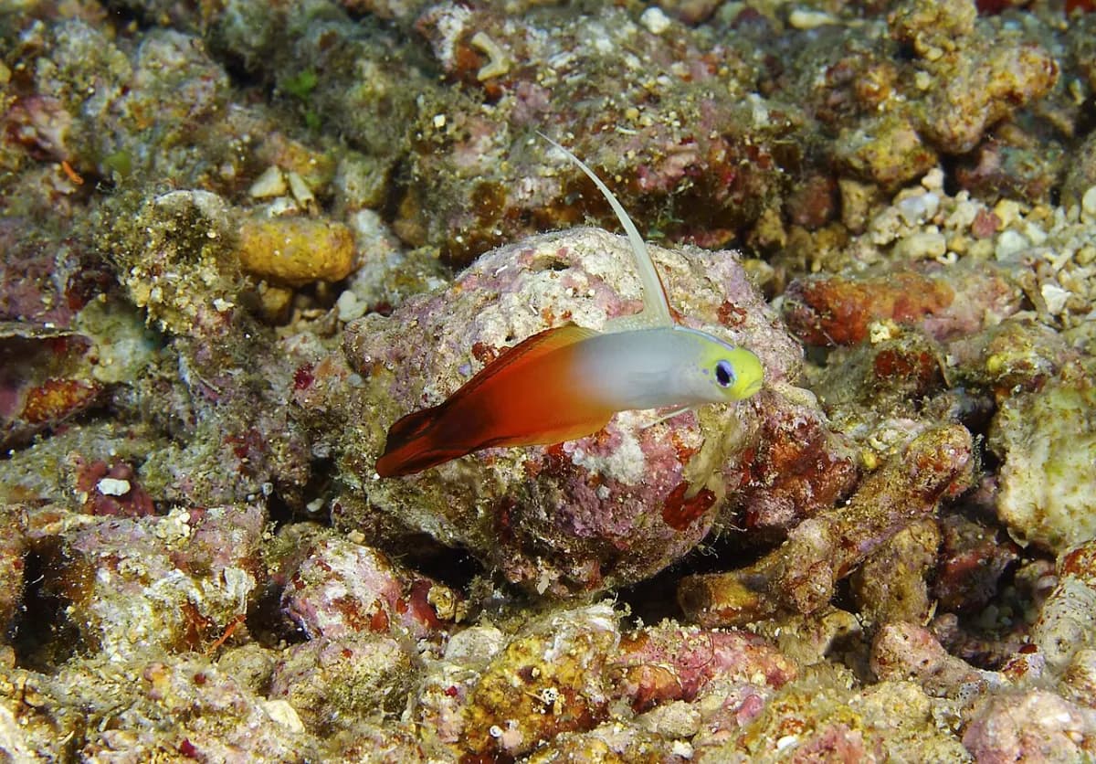 Firefish goby (Nemateleotris magnifica) hovering above reef substrate