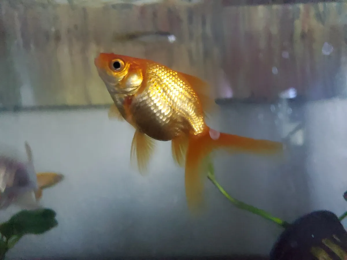 Carrot-colored fantail goldfish (Carassius auratus) in a home aquarium