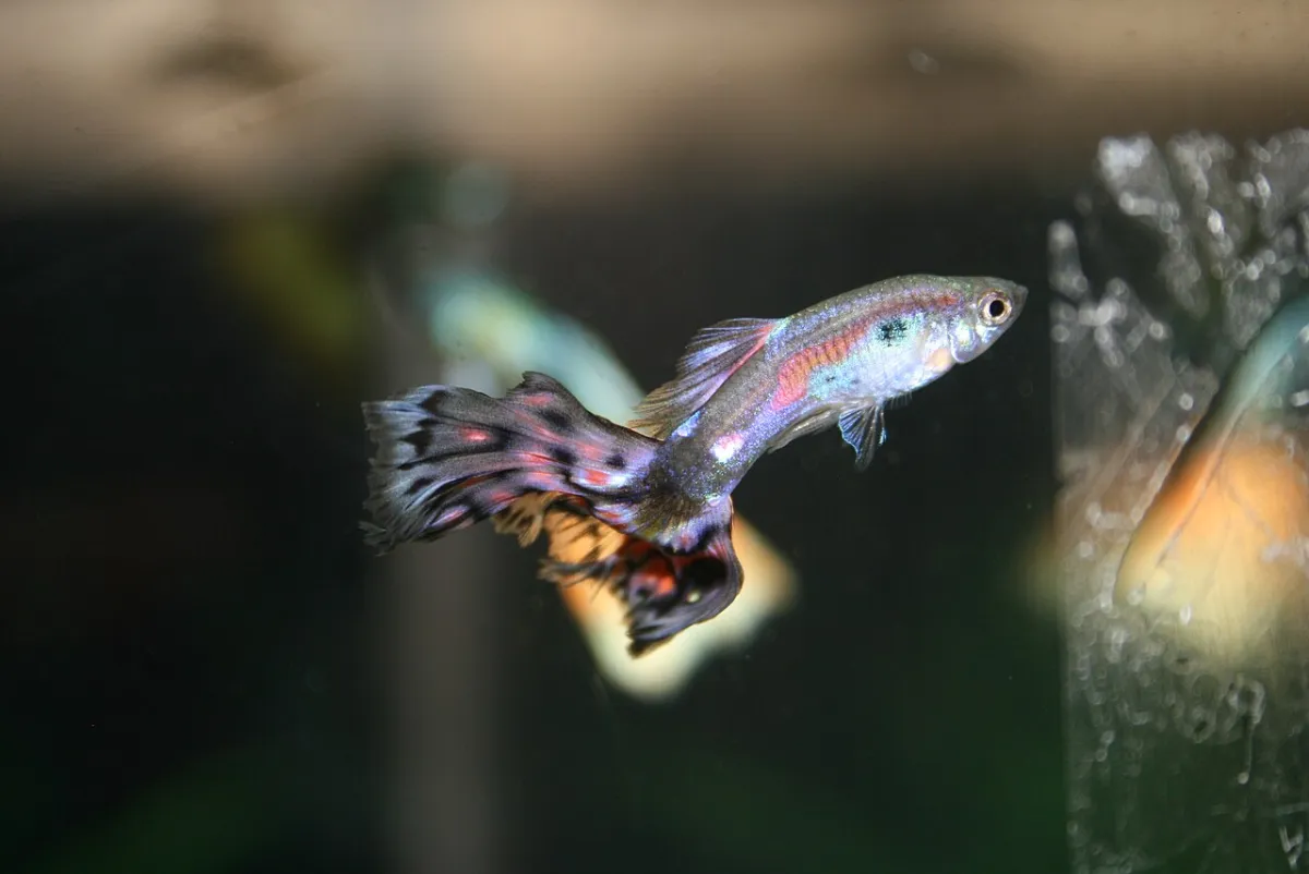 Cobra guppy (Poecilia reticulata) male with colorful body and patterned caudal fin
