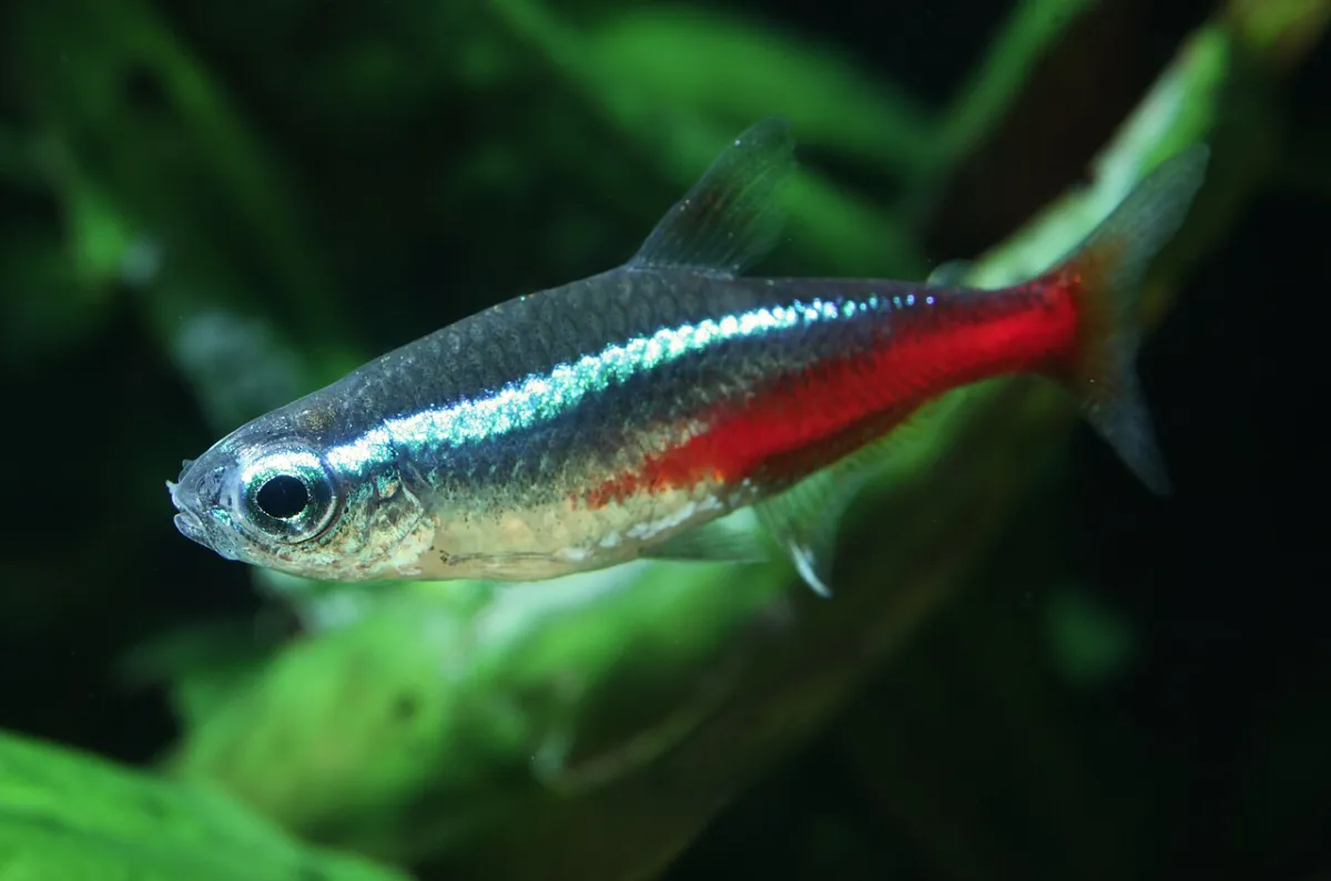 Neon tetra (Paracheirodon innesi) with blue and red lateral stripe in an aquarium