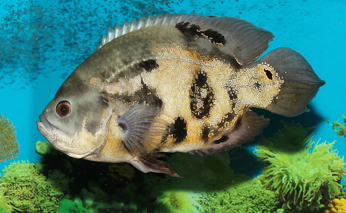 Tiger oscar (Astronotus ocellatus) facing forward in an aquarium