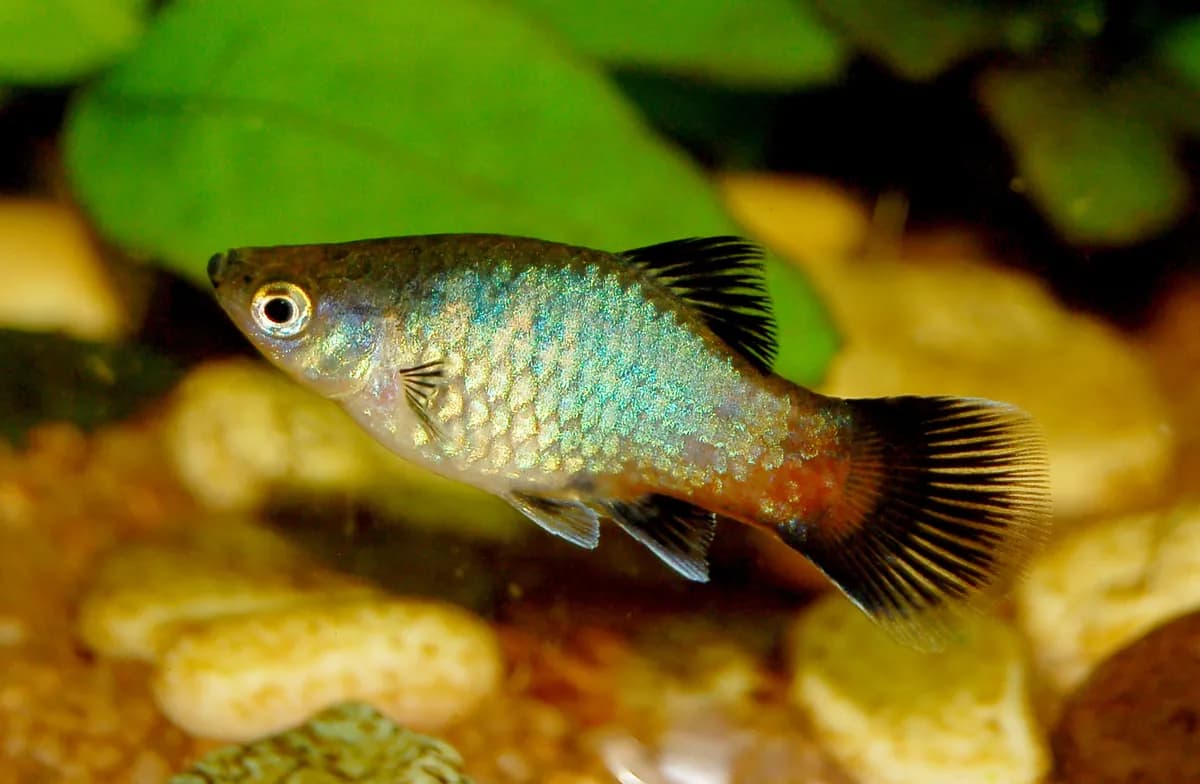 Rainbow wag platy (Xiphophorus maculatus) female with dark fins and iridescent body swimming over gravel