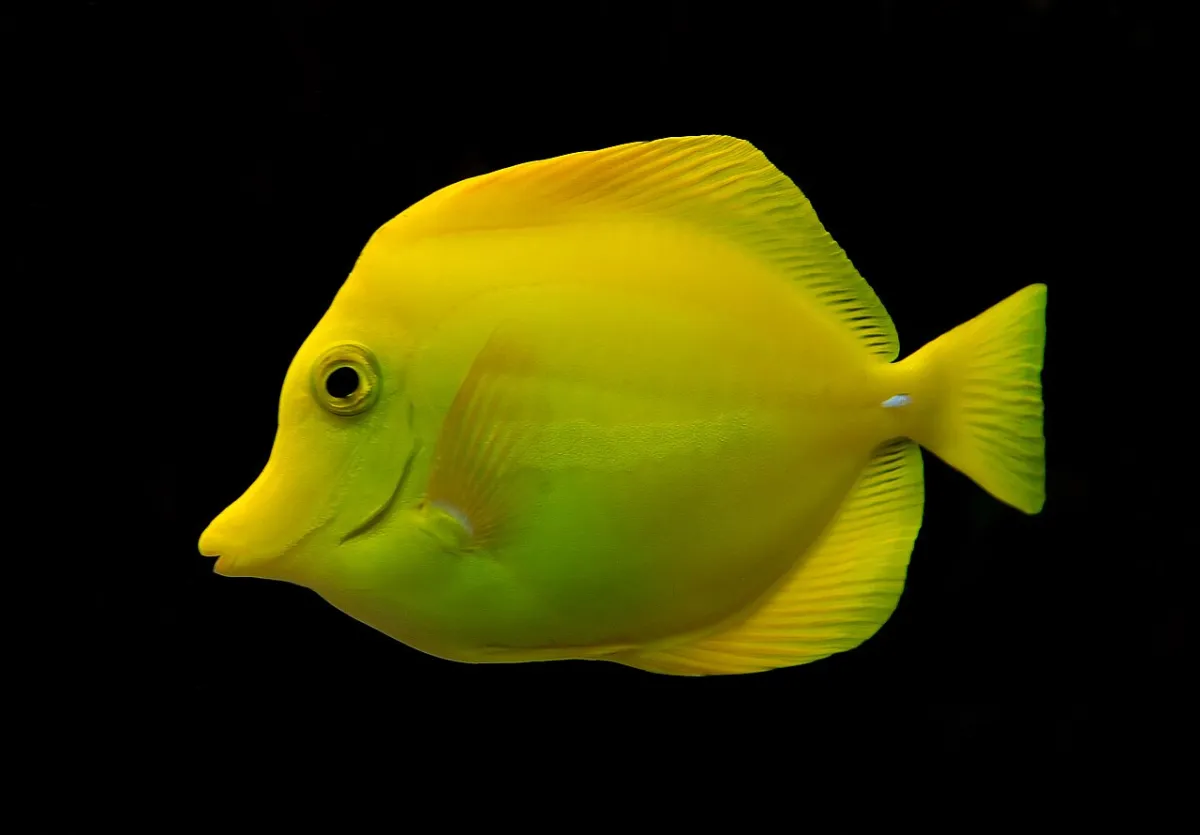 Yellow tang (Zebrasoma flavescens) in profile against a dark background