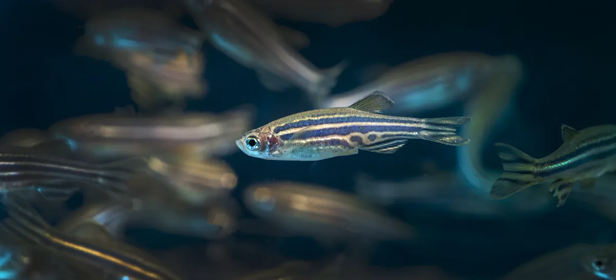 Zebra danio (Danio rerio) with classic blue and gold horizontal stripes swimming in a school