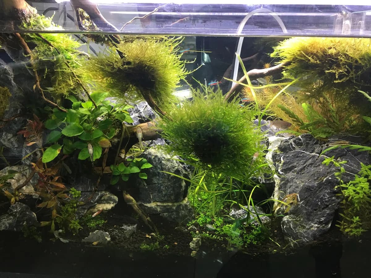 Planted freshwater aquarium with moss, rocks, and small community fish