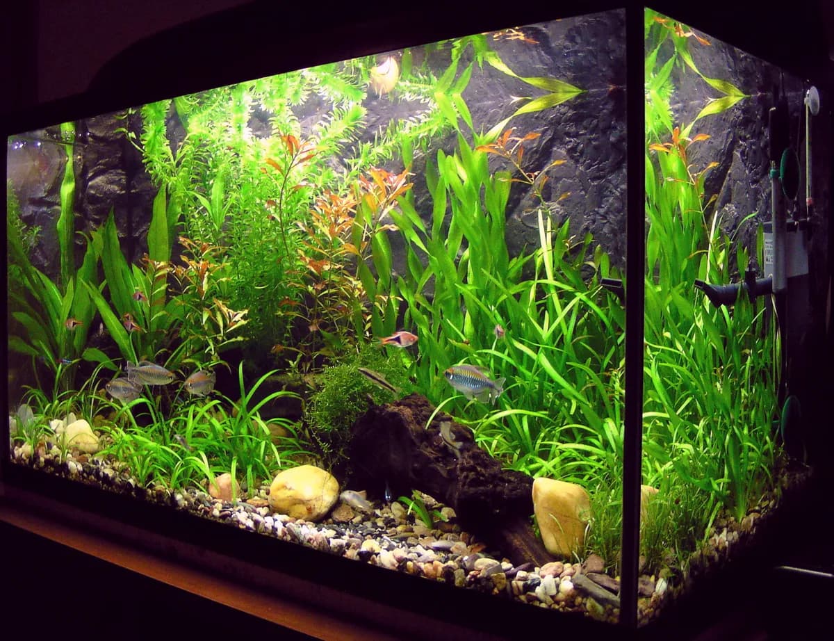 Small amateur 100-liter community aquarium with plants and mixed freshwater fish