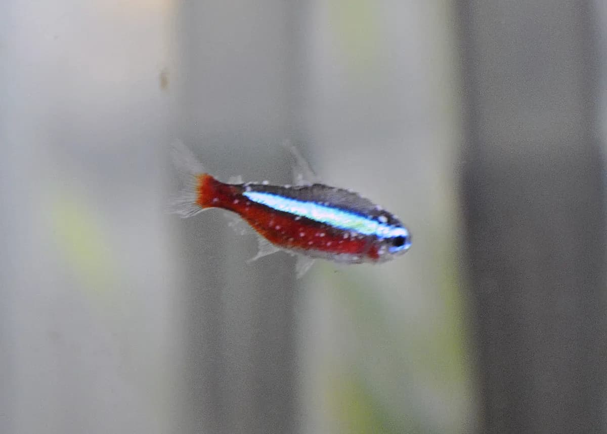 Cardinal tetra with white ich spots on the body and fins in a freshwater aquarium