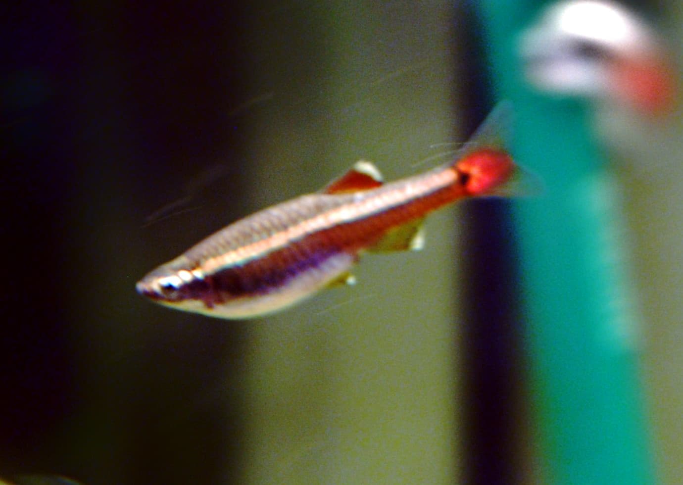 Wild-type white cloud mountain minnow (Tanichthys albonubes) showing the gold body stripe and red-edged fins
