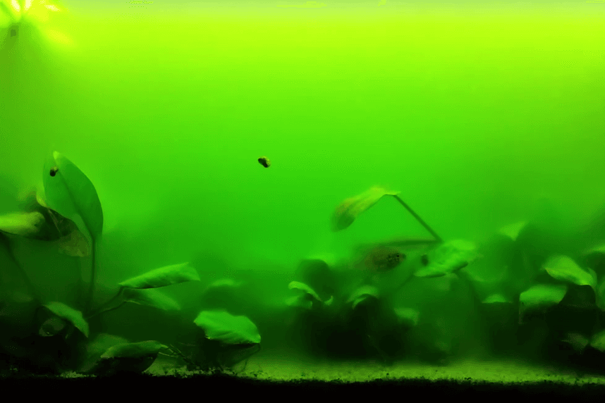 Aquarium water tinted green by free-floating algae bloom