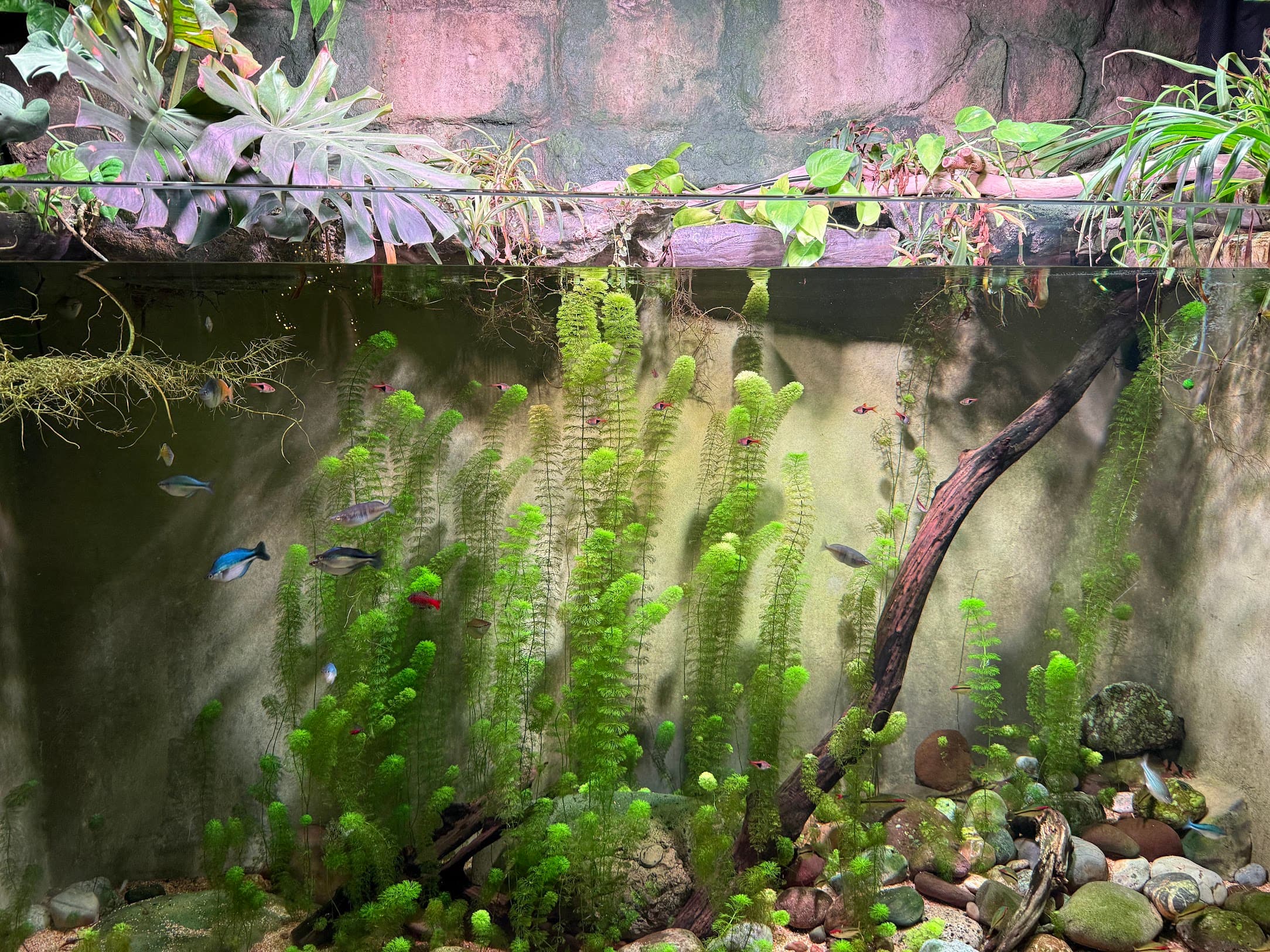 Small planted freshwater aquarium with green plants and a few small fish