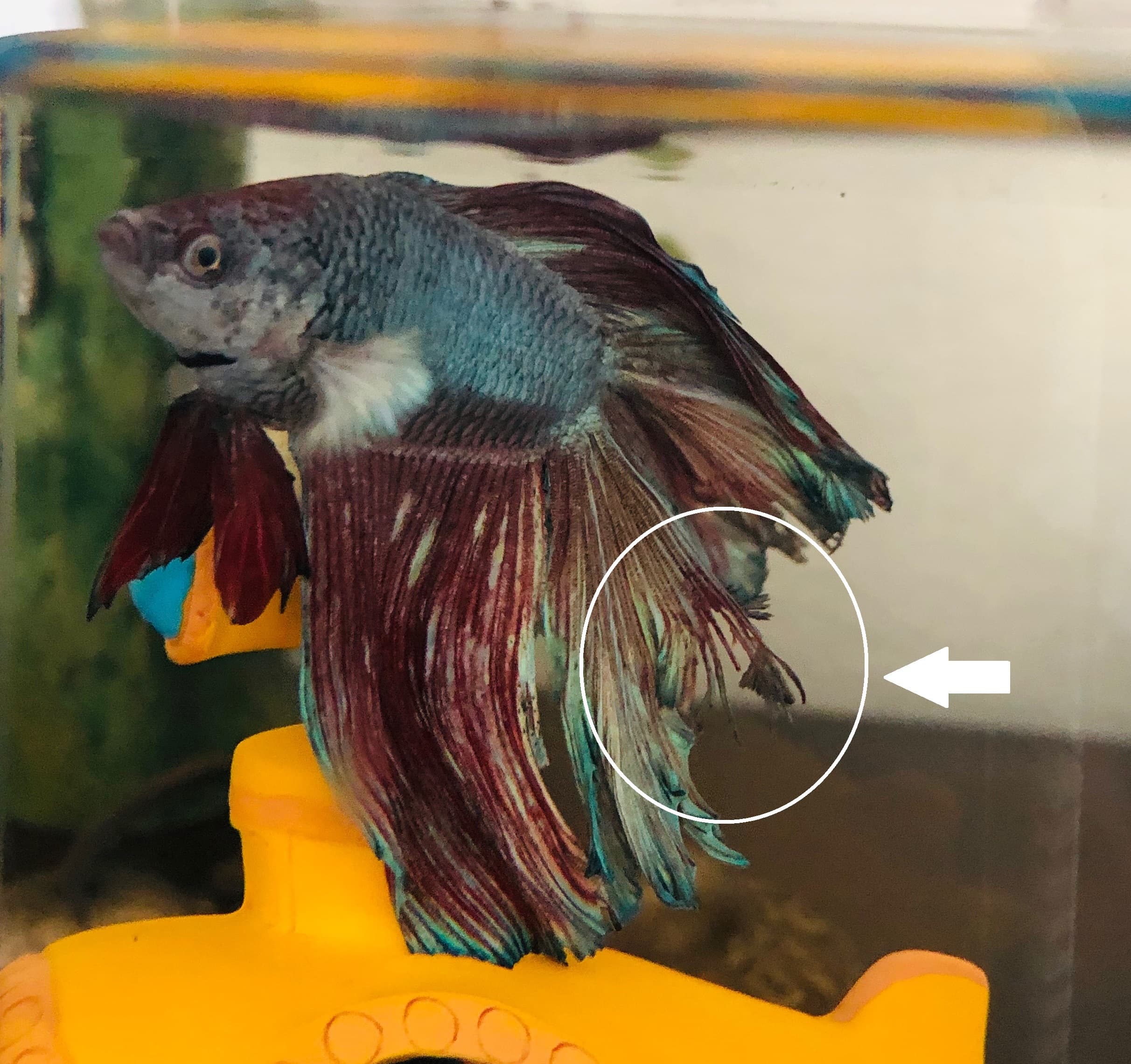 Male betta with fraying dorsal fin tissue from fin rot