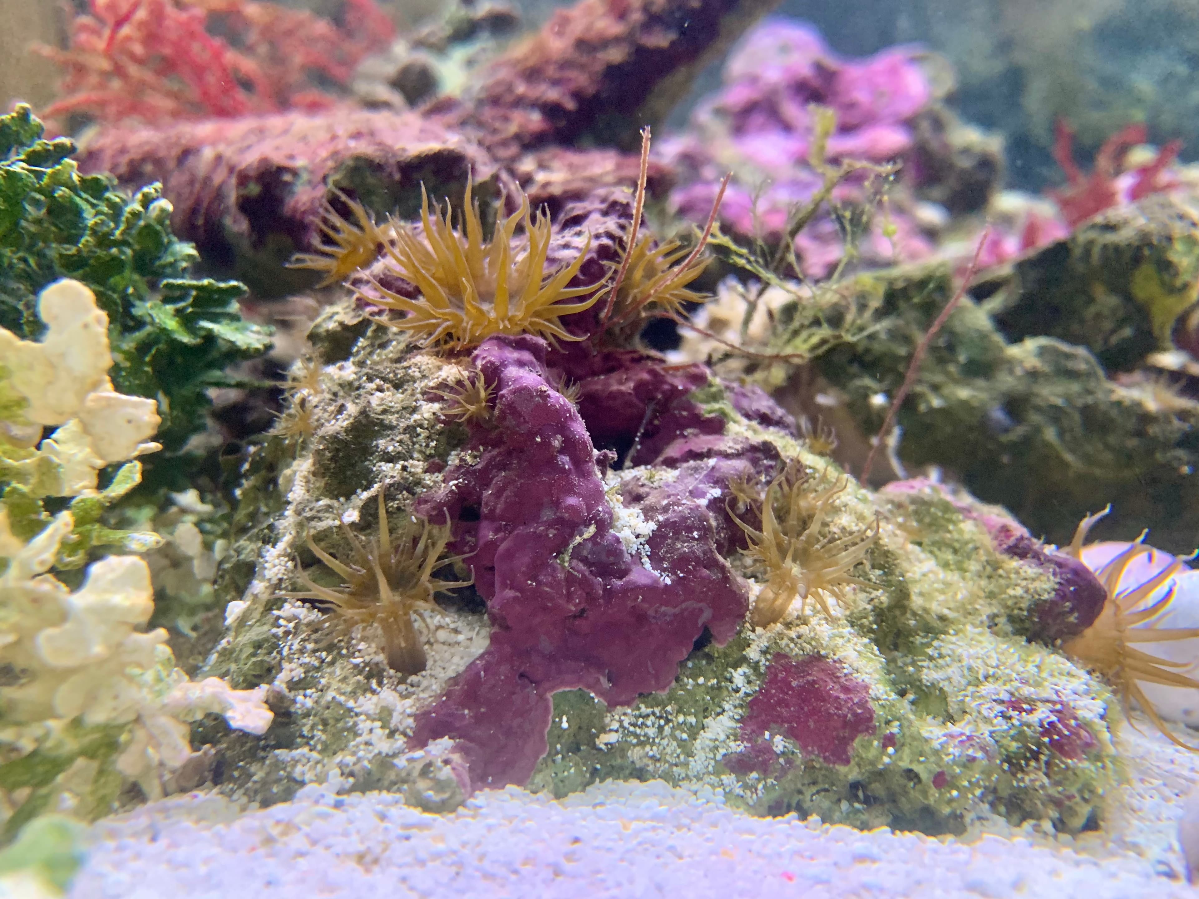 Live rock and sand bed in a saltwater aquarium with coralline algae and macroalgae