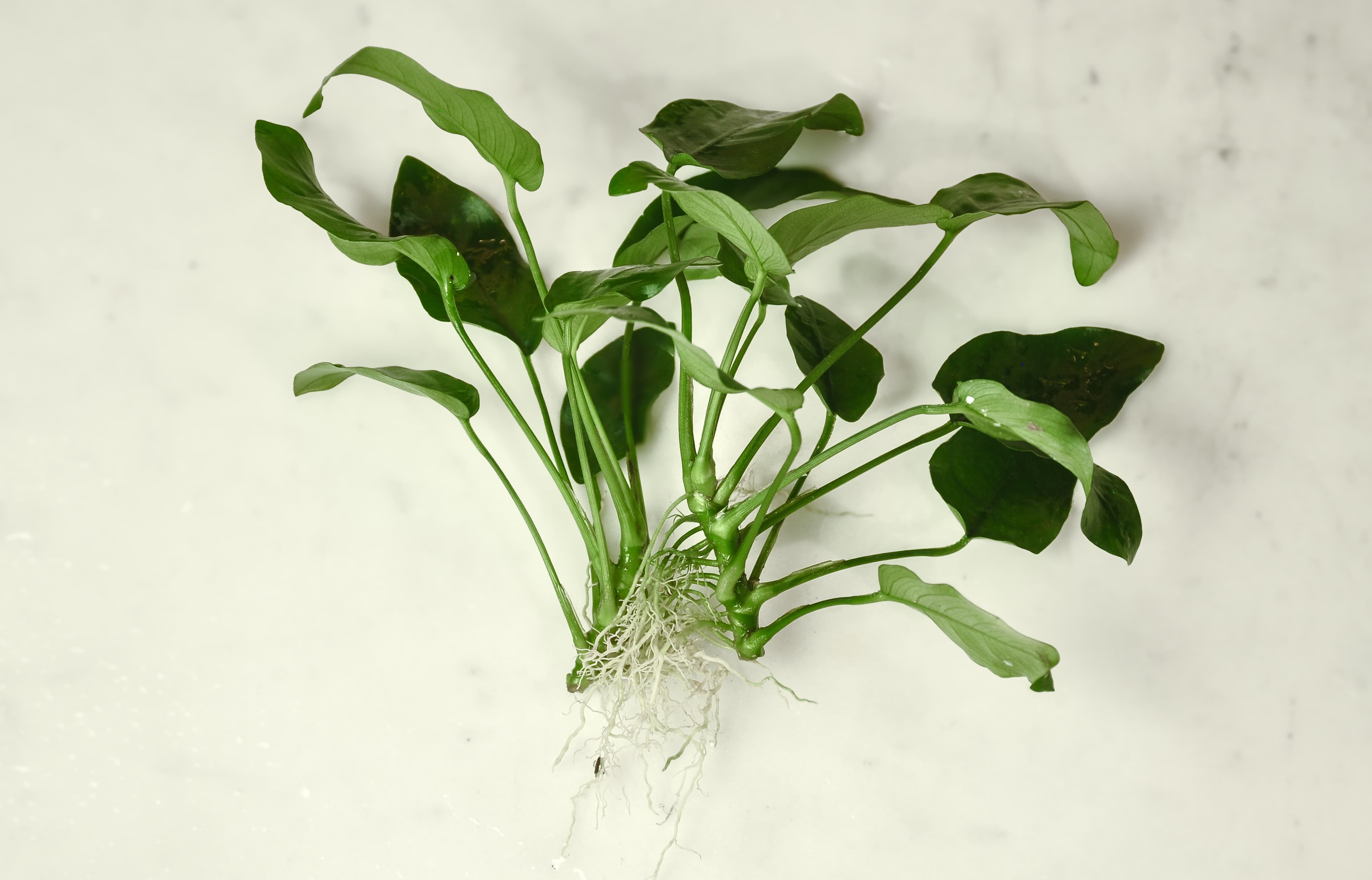 Anubias barteri var. nana growing attached to hardscape in a freshwater aquarium