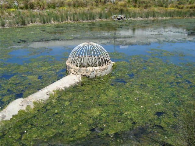 Filamentous green Cladophora algae showing hair and thread-type growth